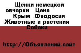 Щенки немецкой овчарки › Цена ­ 20 000 - Крым, Феодосия Животные и растения » Собаки   